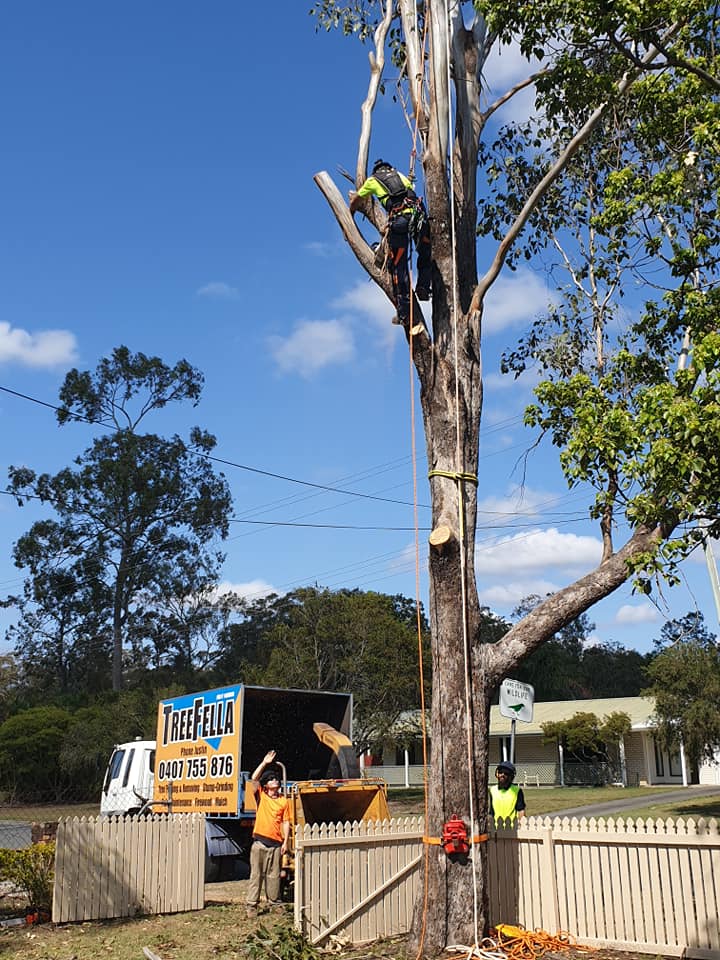 Tree Removal Gold Coast | Professional Arborist Services | TreeFella ...